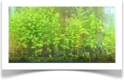 Miniature Forest in Austin By DAPACU Landscape Designer